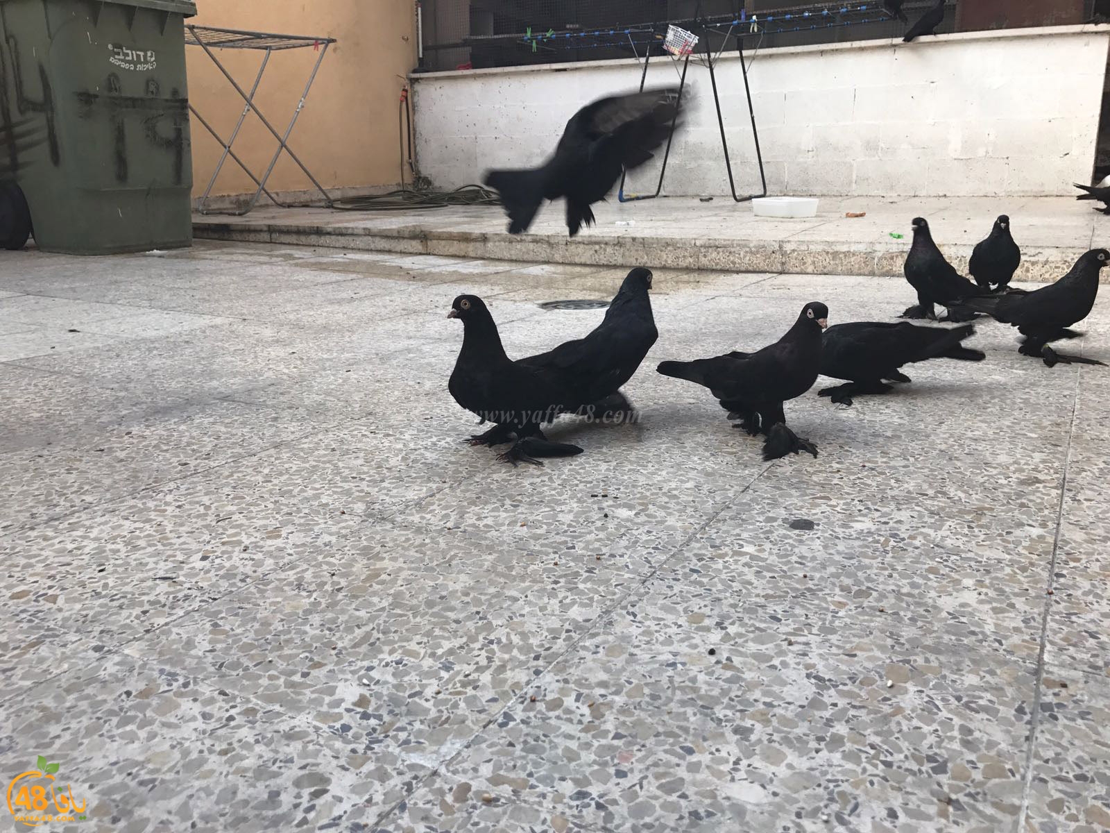 zohdi 3ashoor 7amam (32).jpg